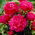 Piwonia, Paeonia - Kansas - sadzonka