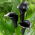 Calla czarna - Black - duża paczka! - 10 szt.