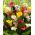 Calla - mix kolorów