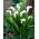 Calla Captain Fresco