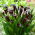 Calla Odessa