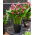Calla Zazu