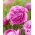 Piwonia, Paeonia - Alexander Fleming - sadzonka - duża paczka! - 10 szt.