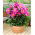 Piwonia, Paeonia - Dancing Butterfly - sadzonka