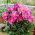 Piwonia, Paeonia - Dancing Butterfly - sadzonka