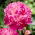 Piwonia, Paeonia - Louis van Houtte - sadzonka