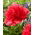 Piwonia, Paeonia - Many Happy Returns - sadzonka - duża paczka! - 10 szt.