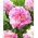 Piwonia, Paeonia - Sorbet - sadzonka