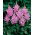 Tawułka Amethyst - fioletoworóżowa - GIGA paczka! - 50 szt.