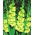 Gladiolus - Mieczyk Green Star - 5 cebulek