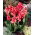 Kanna - Orchid - GIGA paczka! - 50 szt.