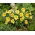 Liliowiec Stella D'oro - GIGA paczka! - 50 szt.
