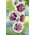 Malwa biało-różowa - Creme de Cassis - GIGA paczka! - 50 szt.