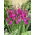 Mieczyk bizantyjski - Gladiolus Byzantinus - GIGA paczka! - 500 szt.