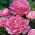 Piwonia, Paeonia - Edulis Superba - sadzonka - duża paczka! - 10 szt.