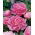 Piwonia, Paeonia - Edulis Superba - sadzonka - duża paczka! - 10 szt.