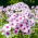 Floks (Phlox) - Płomyk wiechowaty - Graf Zeppelin - GIGA paczka! - 50 szt.