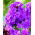 Floks (Phlox) - Płomyk wiechowaty - fioletowy - GIGA paczka! - 50 szt.