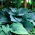 Funkia - Hosta Empress Wu - duża paczka! - 10 szt.