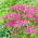 Krwawnik pospolity - Lilac Beauty - fioletowy - GIGA paczka! - 50 szt.