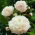 Piwonia, Paeonia - Shirley Temple - sadzonka - duża paczka! - 10 szt.
