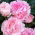 Piwonia, Paeonia - Sarah Bernhardt - sadzonka - duża paczka! - 10 szt.