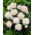 Piwonia, Paeonia - Shirley Temple - sadzonka - duża paczka! - 10 szt.