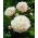 Piwonia, Paeonia - Shirley Temple - sadzonka - duża paczka! - 10 szt.