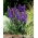 Tojad niebieski - Aconitum - sadzonka - duża paczka! - 10 szt.