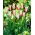Tulipan Marilyn - 5 cebulek