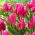 Tulipan Happy Family - 5 cebulek
