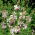Gaura - Gaura lindheimeri - 30 nasion