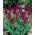 Tulipan Burgundy - 5 cebulek