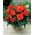 Begonia strzępiasta Fimbriata - pomarańczowa - 2 bulwy