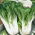Kapusta chińska Pak-Choi Joi Choi