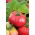 Pomidor Pink Wonder F1 - malinowy szklarniowy - 7 nasion