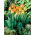 Tulipan Daydream - opak. 5 szt.