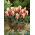 Tulipan Turkish Delight - opak. 5 szt.
