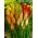 Kniphofia mix - 1 szt.