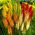 Kniphofia mix - 1 szt.
