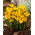 Krokus Dorothy - 10 szt.