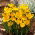 Krokus Dorothy - 10 szt.