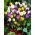 Krokus Botaniczny - mix - duża paczka! - 100 szt.