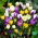 Krokus Botaniczny - mix - duża paczka! - 100 szt.