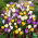 Krokus Botaniczny - mix - duża paczka! - 100 szt.