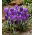 Krokus Blue Ocean - 10 szt.