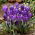 Krokus Blue Ocean - GIGA paczka! - 500 szt.