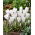 Krokus Ice Queen - 10 szt.