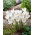 Krokus Ivory Princess - 10 szt.