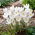 Krokus Ivory Princess - 10 szt.